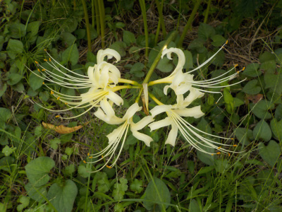 早咲きの白い彼岸花。Japanese white cluster amaryllis