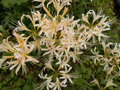 少し茶色くなった白い彼岸花。White cluster amaryllis blooming in Japan