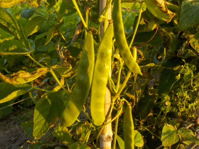 モロッコ豆を収獲しました。