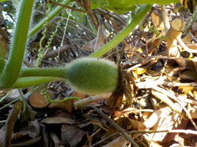 冬瓜の小さいのが今頃出来ていました。Not winter melon. right