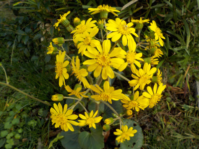 ツワブキが咲きだしました。Tsuwabuki flowers are artistic