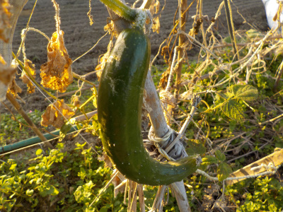 このキュウリはきっと食べないだろうな。It's cold, so this cucumber probably won't grow