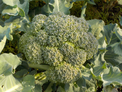 11月にブロッコリーの花が見れました。