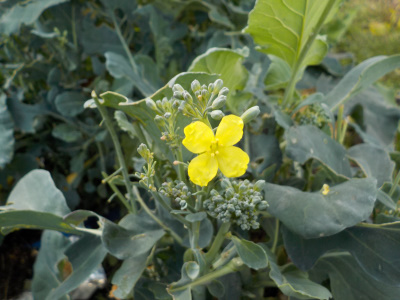 11月にブロッコリーの花が見れました。