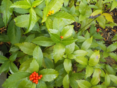 今年はセンリョウの実が少ないです。