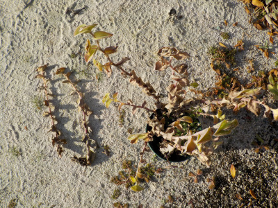 寒さでトラデスカンチアが折れる