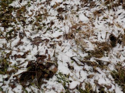 雪が降って寒いのでのんびりします。