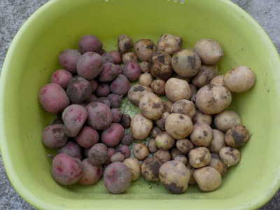 掘っていなかったじゃがいもを掘りました。