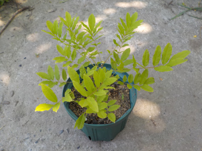 藤の木が自立して広がる