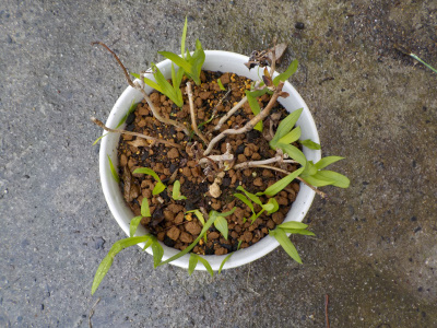 アジサイとフリージアの混植