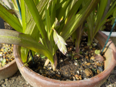 フリージアの若いツボミ