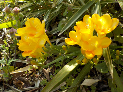 フリージアの地植えの黄色