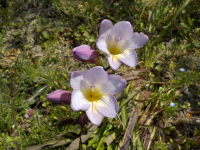 フリージアの地植えの青色