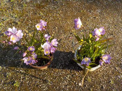 葉ダレ防止用円形支柱活用のフリージア