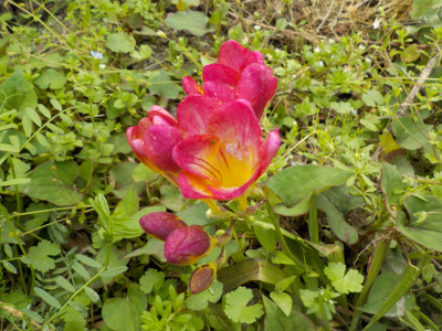 赤い花のフリージアが開花開始