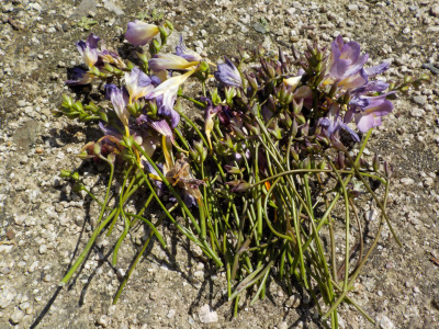 フリージアの花摘み