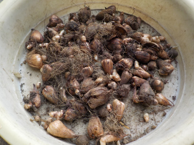 フリージアの球根掘り