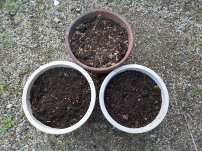 12月になってからフリージアの球根を植付