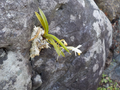 風蘭が植付後に開花