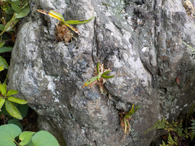 岩の隙間に詰め込んだ風蘭