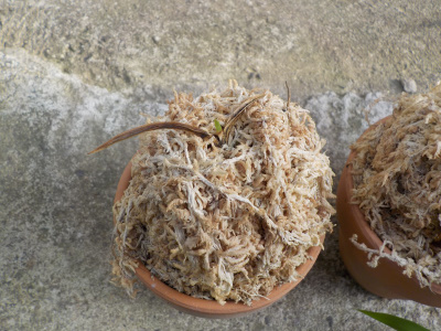 岩の隙間に詰め込んだ風蘭