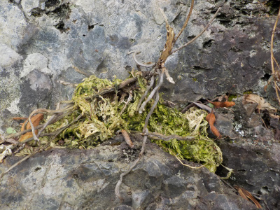 枯れる風蘭と育つ風蘭
