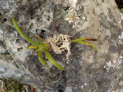 枯れる風蘭と育つ風蘭