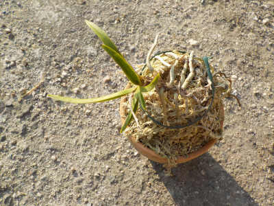 枯れた風蘭の鉢の上に風蘭を乗せました。wind orchid in japan
