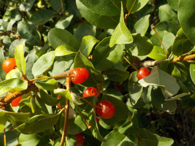 まだ完熟してないグミ