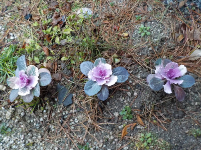 冬の葉ボタンはつまらない。