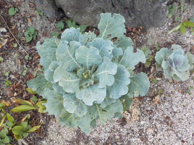 夏に巨大化している葉ボタン