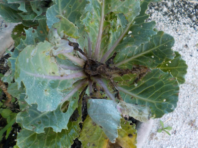 葉ボタンの芯が黒くなる。