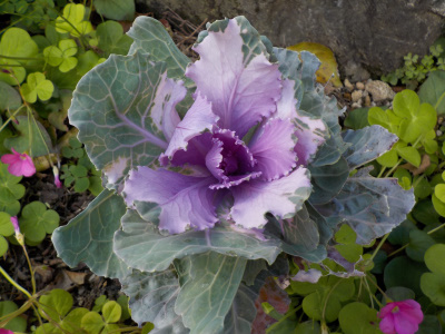 葉ボタンの紫色が濃くなりました。It's been over a year since I planted the seeds.