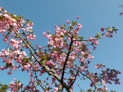 ハナカイドウはキレイだ。