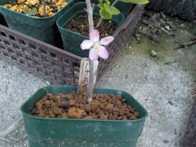 ハナカイドウの挿し木が開花