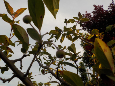 ハナカイドウのサクランボみたいな実