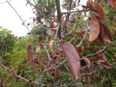 ハナカイドウが枯れました。