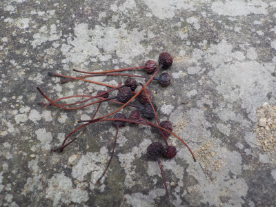 ハナカイドウが枯れました。