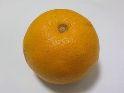 大きなハッサクの実が落ちていました。