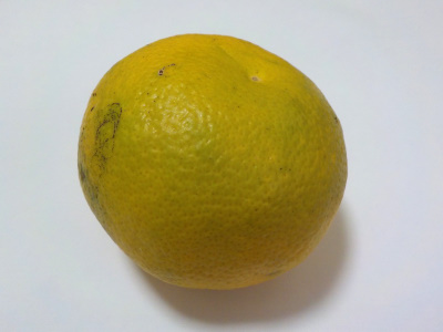 大きなハッサクの実が落ちていました。