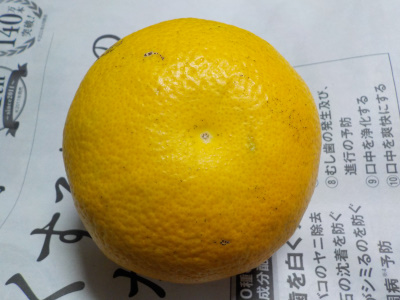 追熟で黄色くなったハッサク。