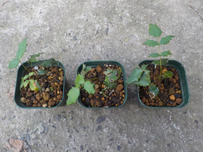 ヒイラギナンテンが少しだけ大きくなりました。