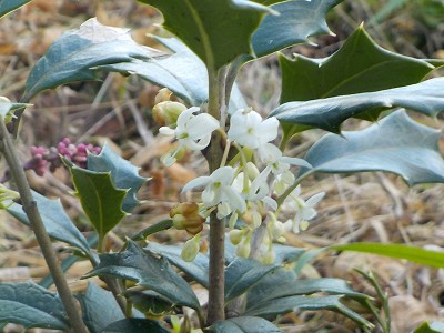 ヒイラギに小さい花が咲いていました。