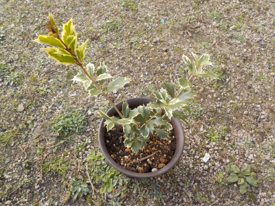 挿し木のヒイラヒを植え替え。