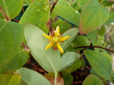 小さな花のヒペリカム
