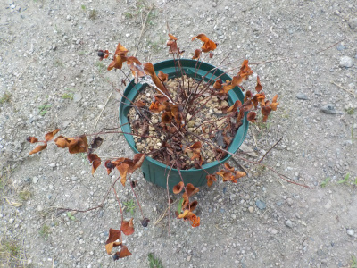 枯れたペリカム