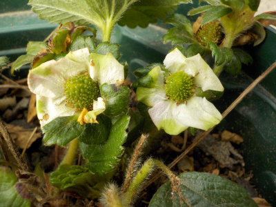 3月のイチゴの実　サントリーのらくなりイチゴ