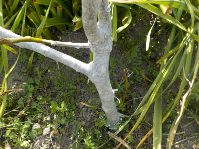 ガットサイドを塗ったイチジク