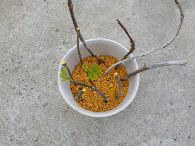 底面給水鉢でイチジクの挿し木