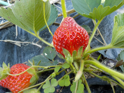 5月の路地イチゴの実